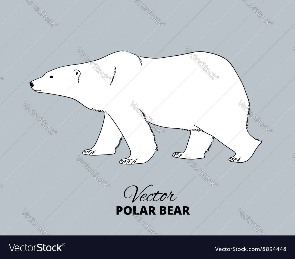 Белый медведь вектор