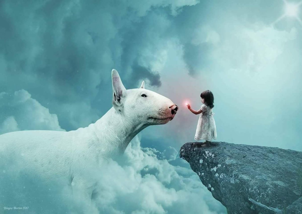 Бультерьер фэнтези