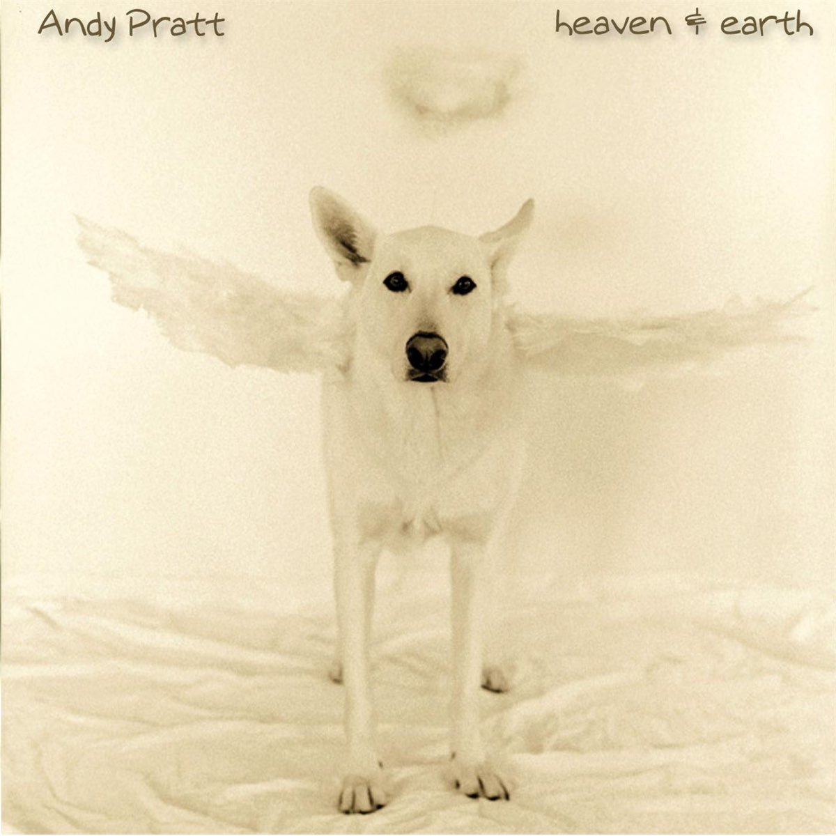 Йоркширский терьер ангел