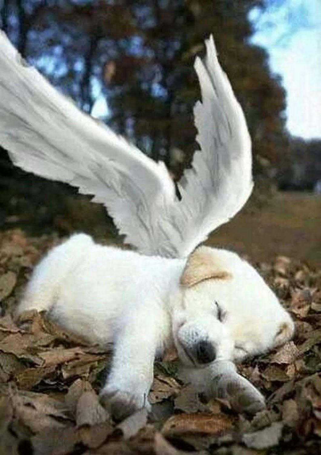 Рисунок собака ангел над человеком