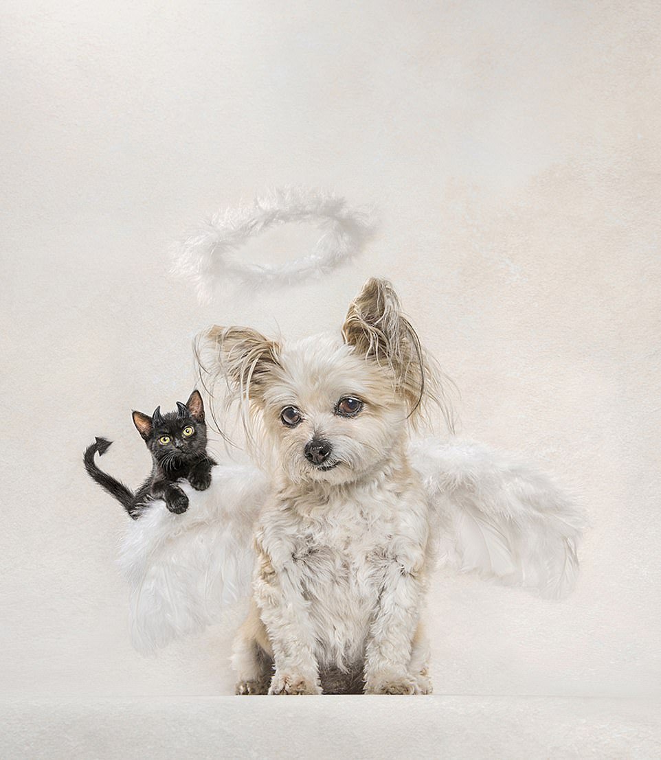 Собака ангел хранитель