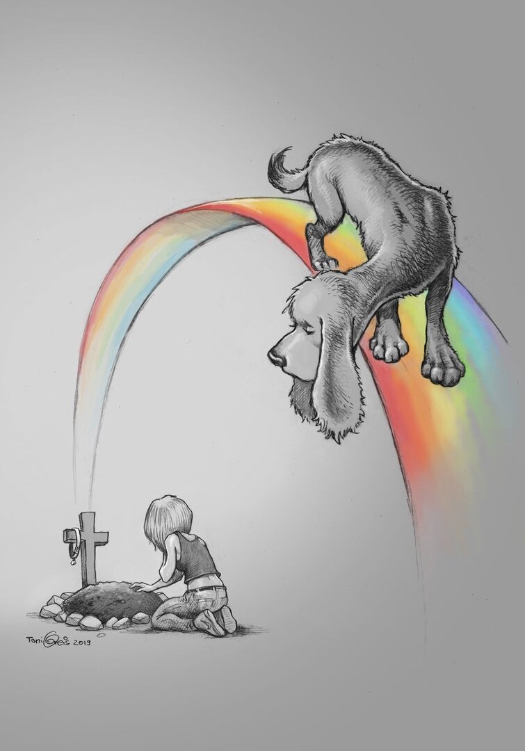 Животные Эстетика