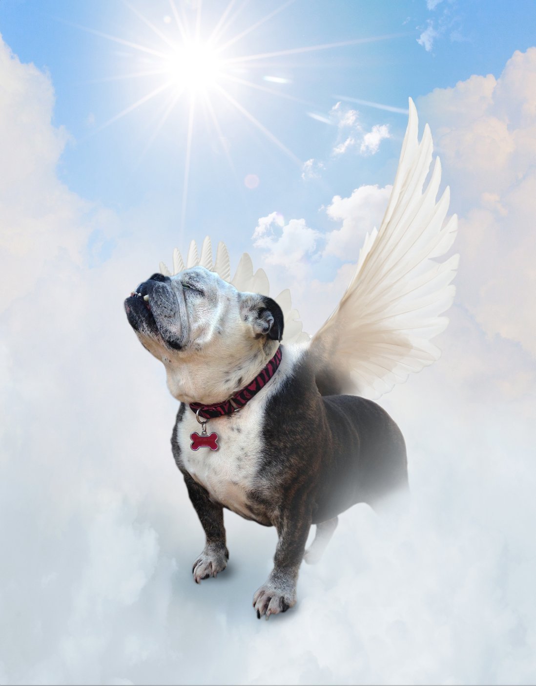 Бультерьер с оффником