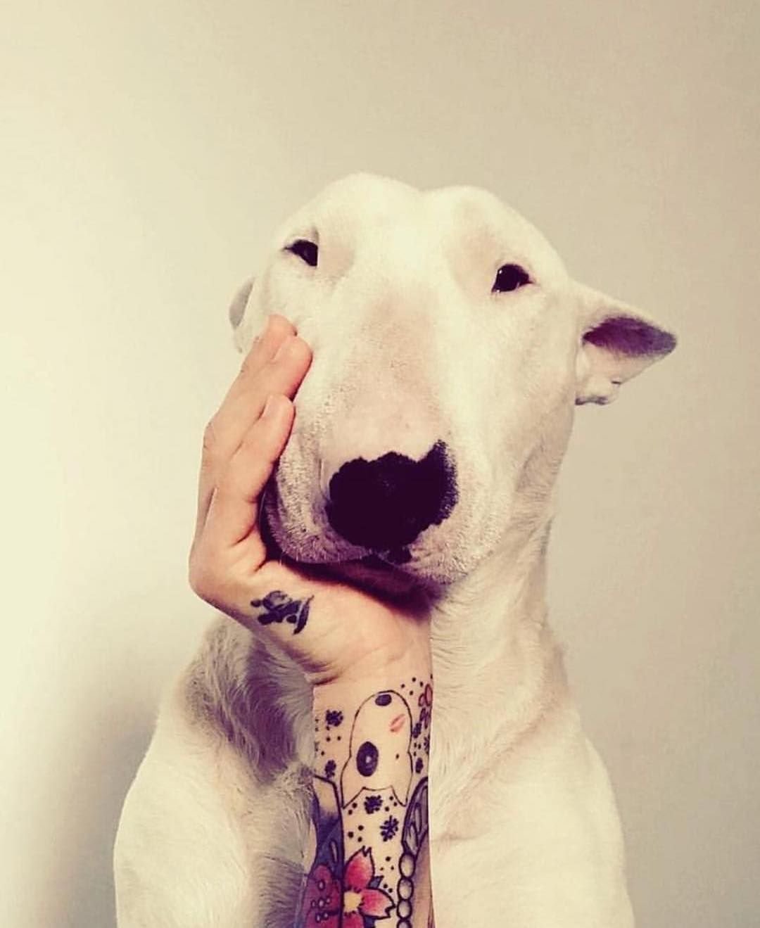 Собака ангел