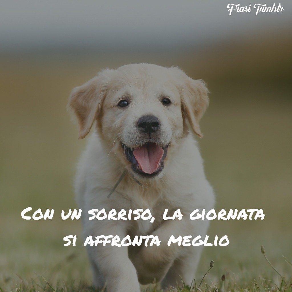 Собака ангел хранитель