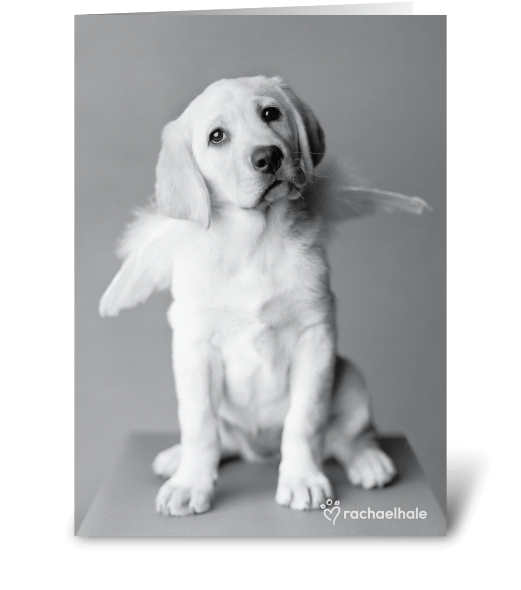 Собака с крыльями бабочки