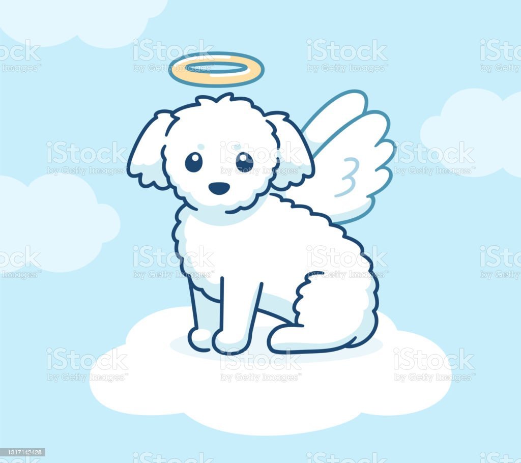 Собака ангел в реальной жизни