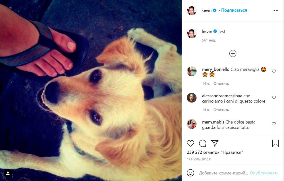 Собака ангел арт