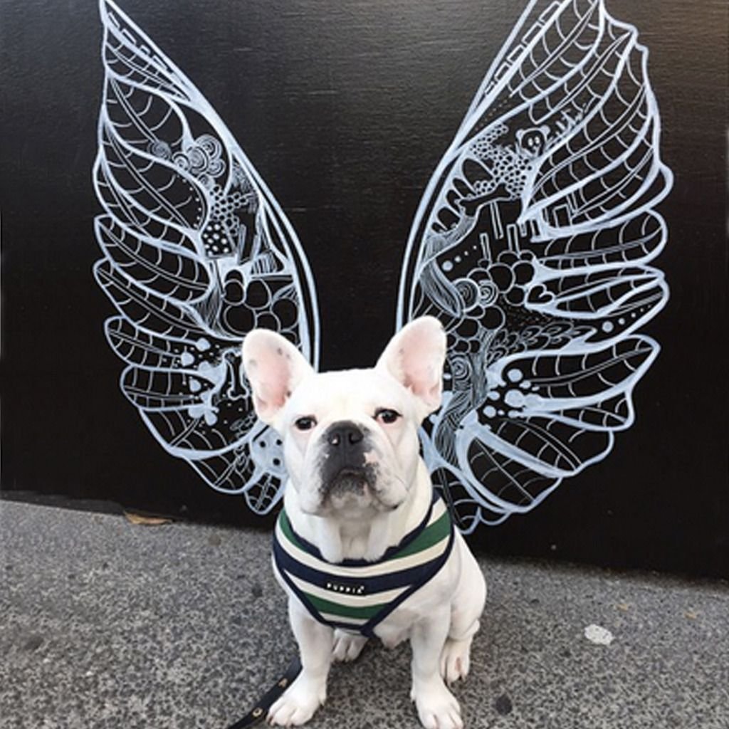 Щенок с крыльями