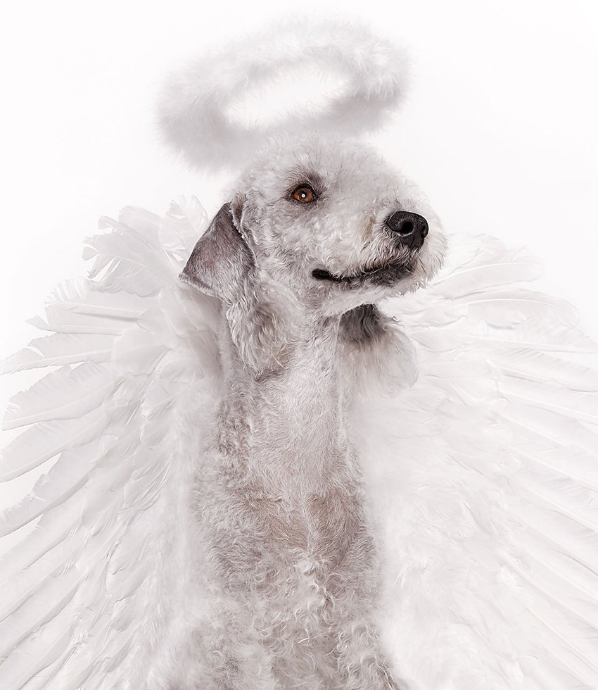 Собака с крыльями