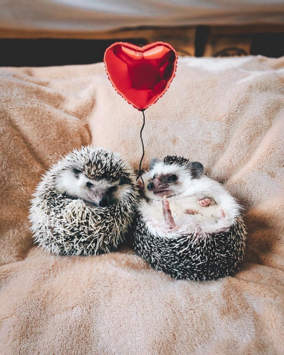Влюбленные зверюшки