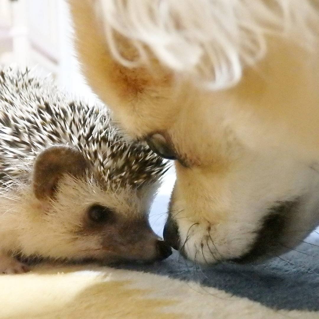 Смешной Ежик