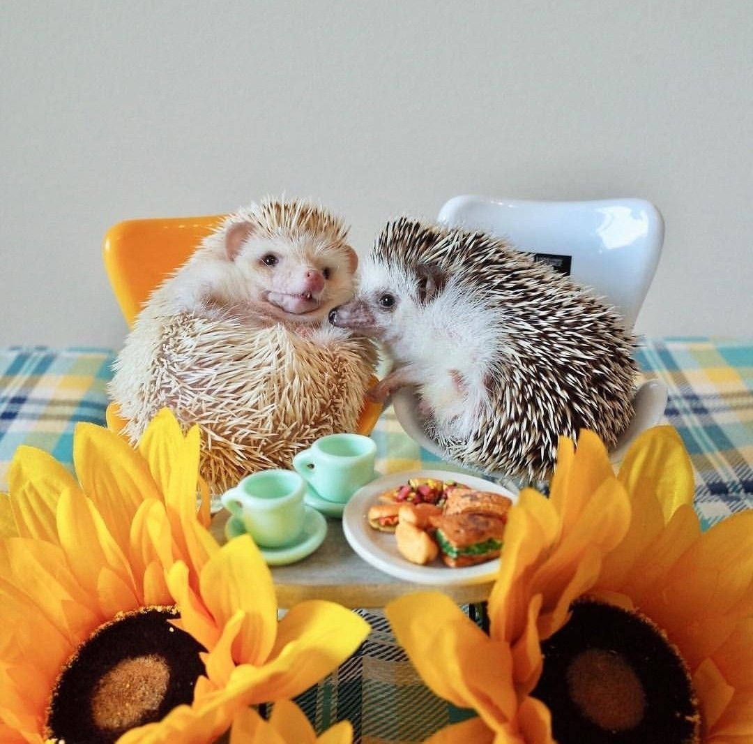 Ёжики Елены Ерёминой 2020