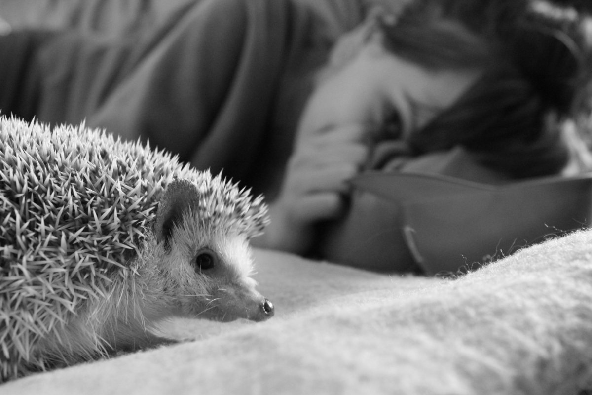 Любимый ежик картинки