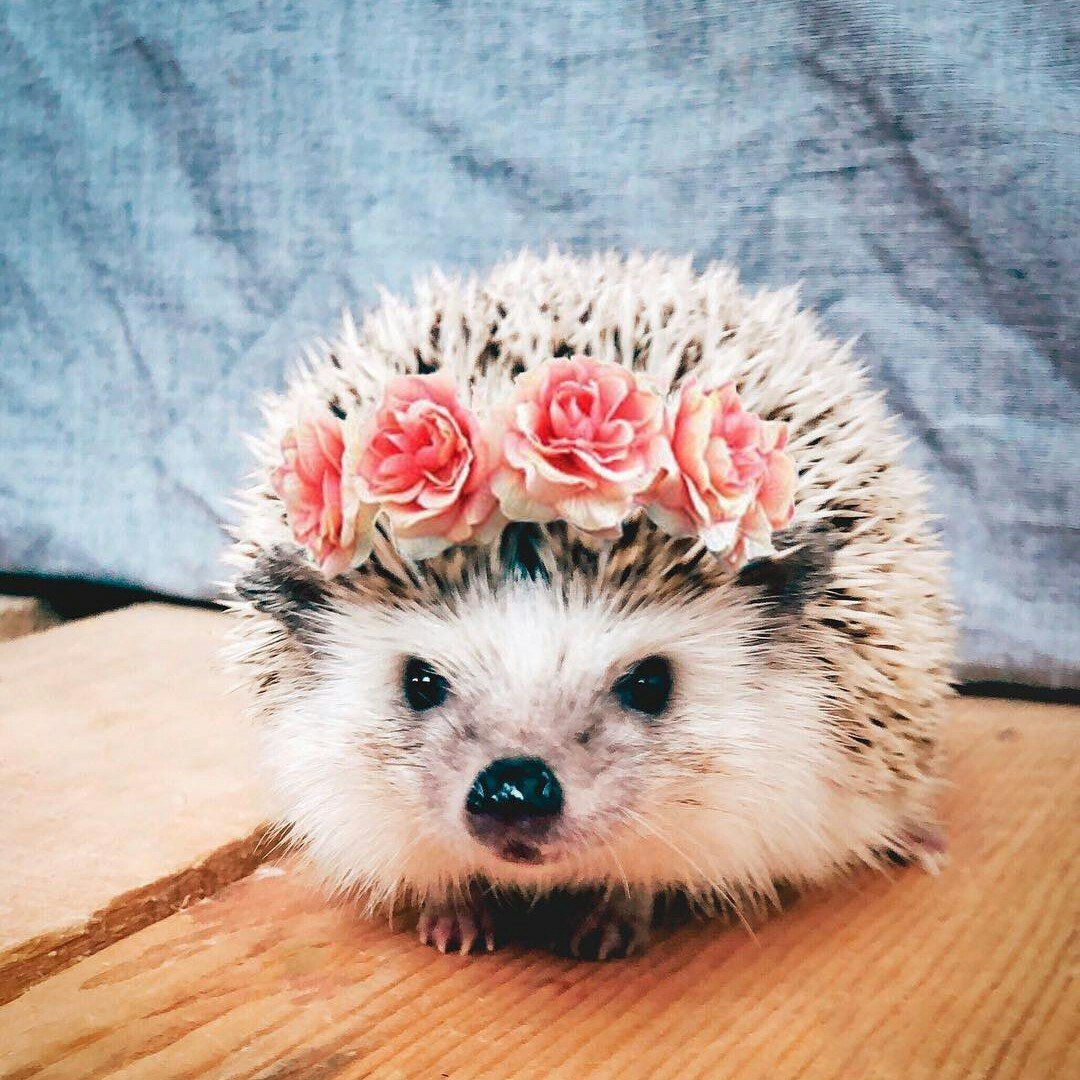 Влюбленные ежики