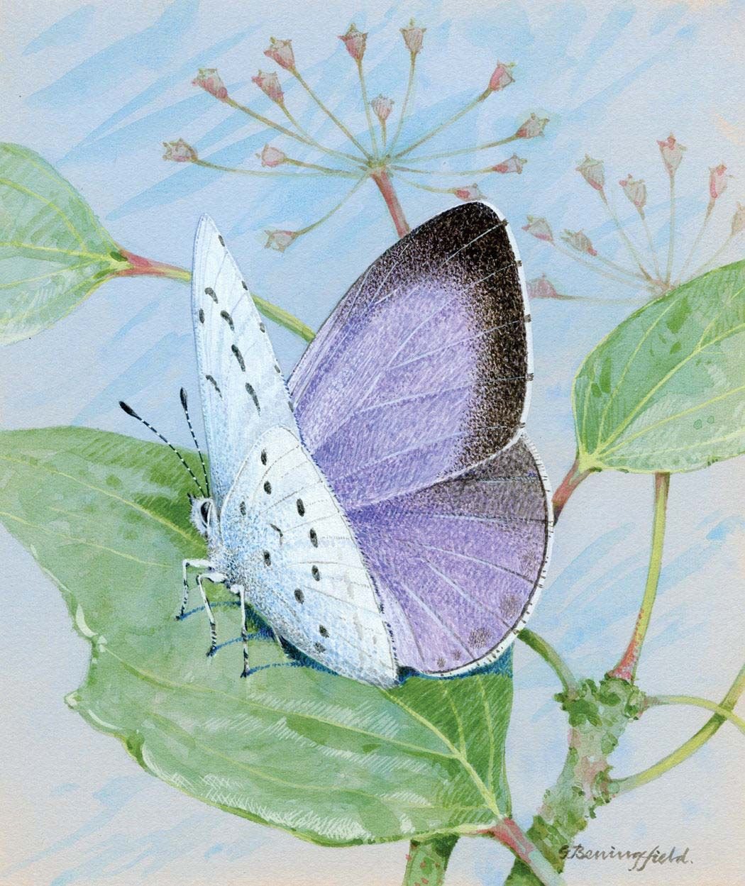 Gordon Beningfield картины