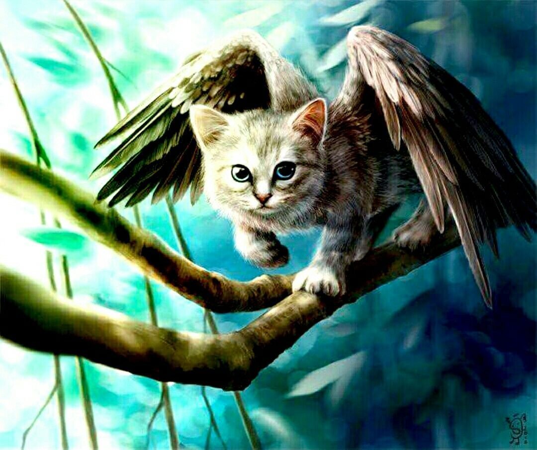 Крылатый кот