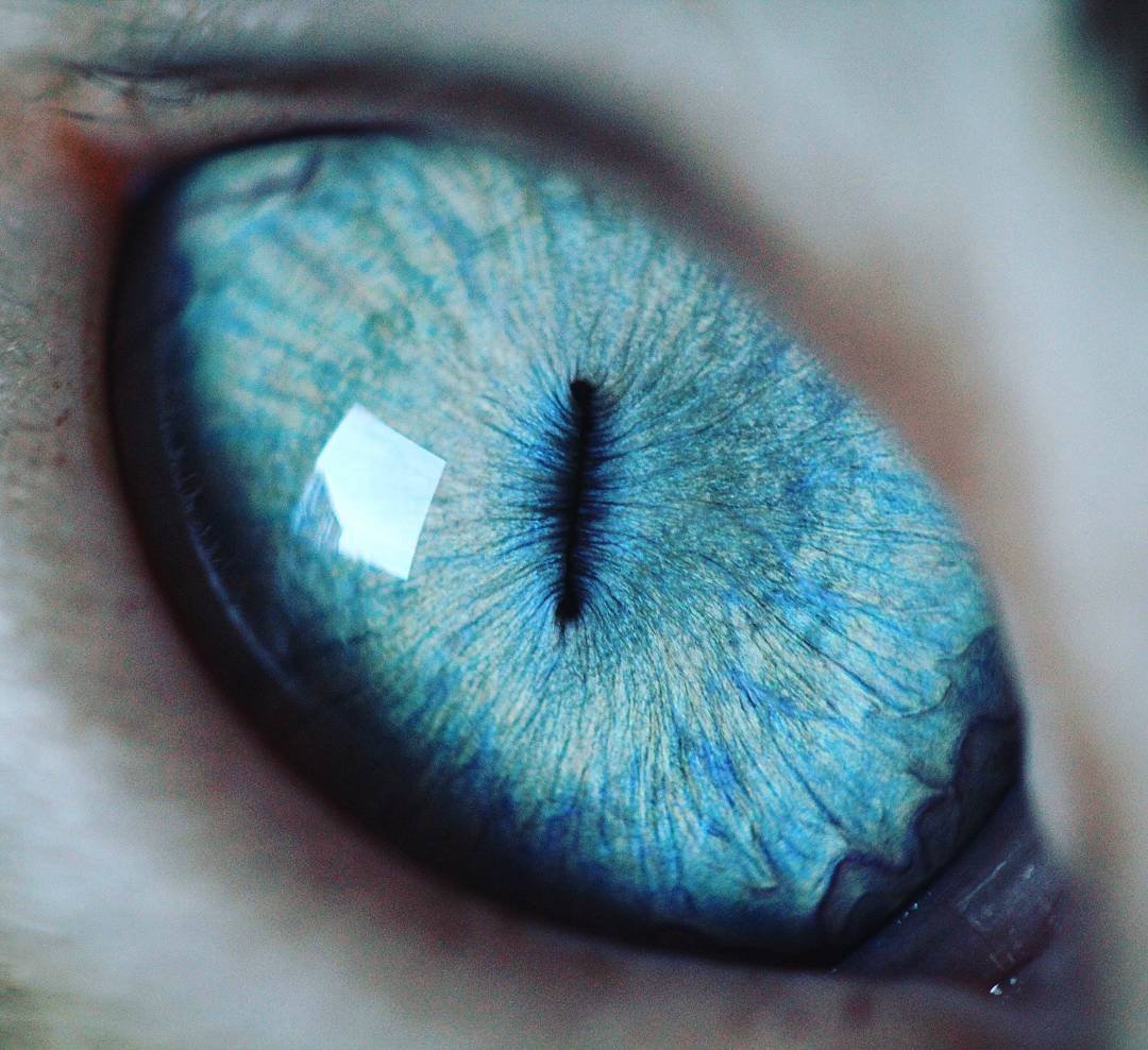 Голубой кошачий глаз