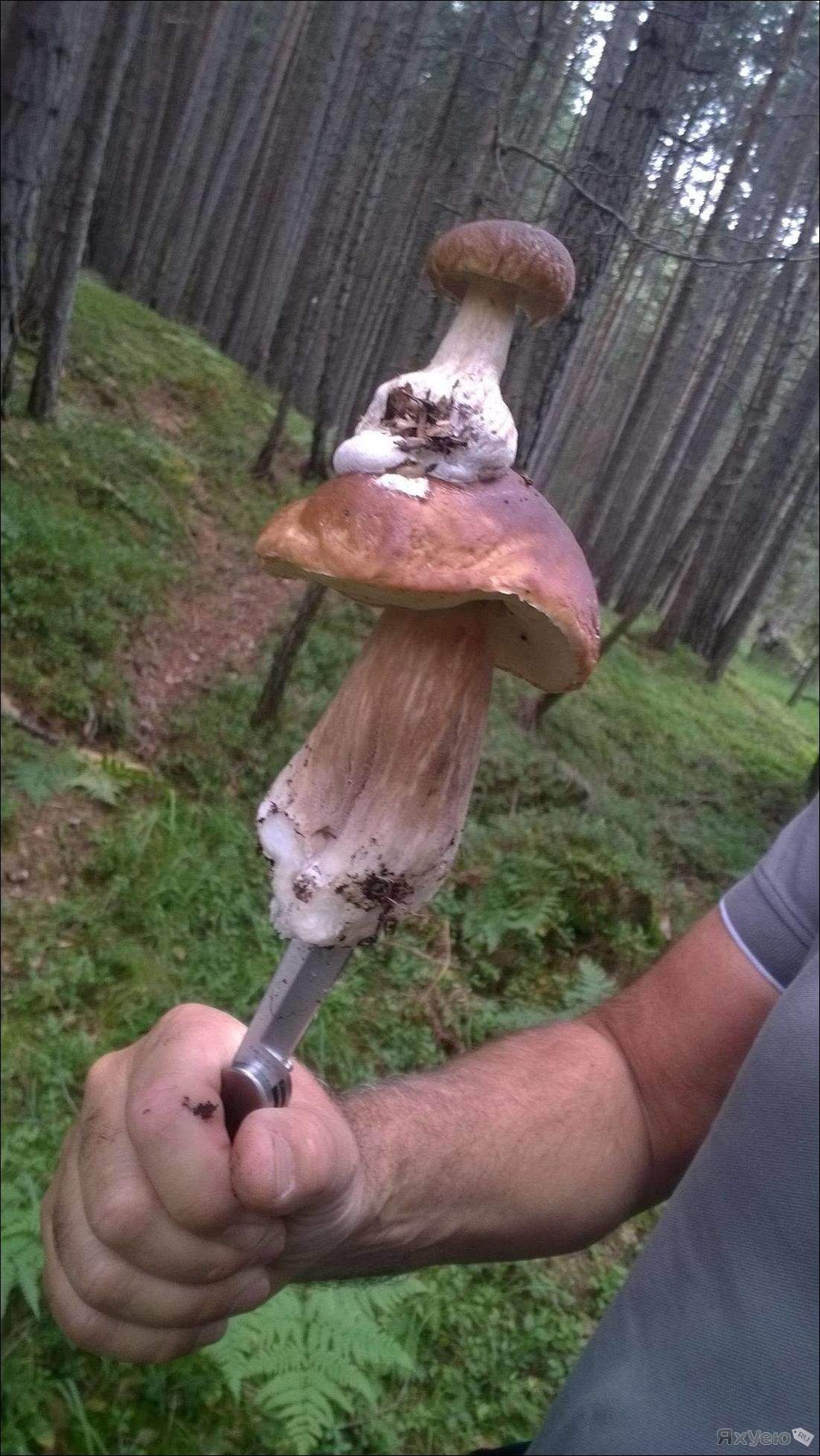 Грибы прикол