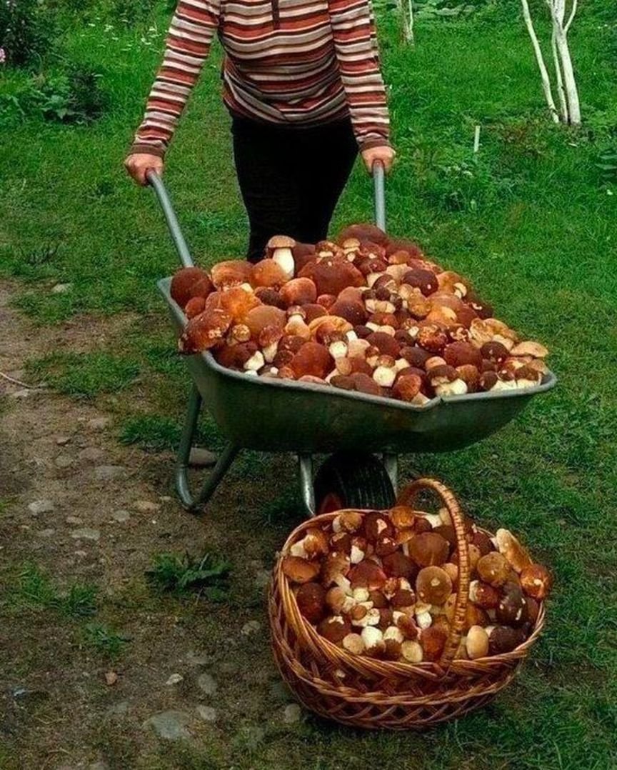 Грибы прикол