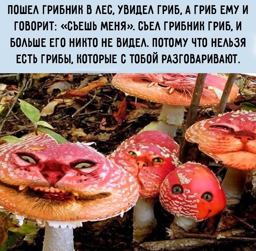 Мухомор с глазами