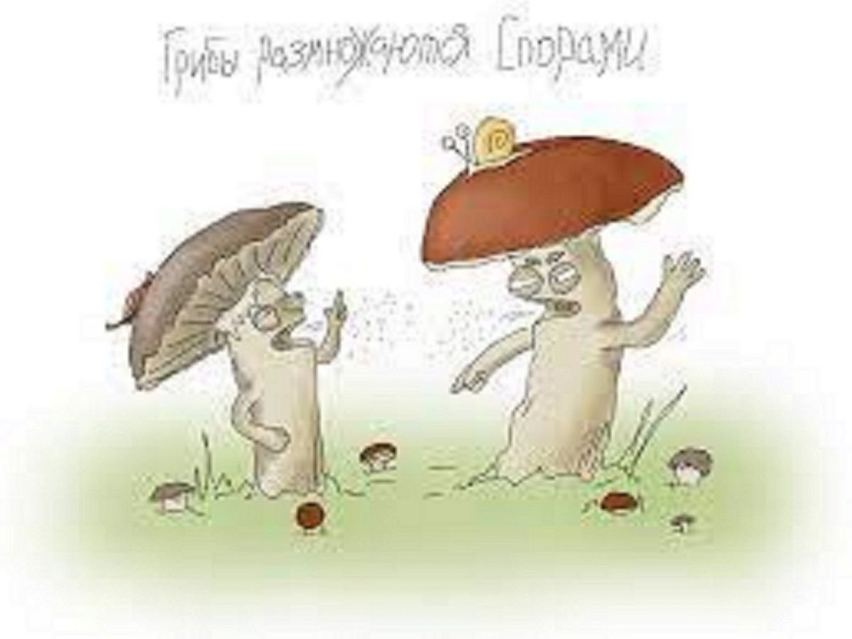 Грибы прикол