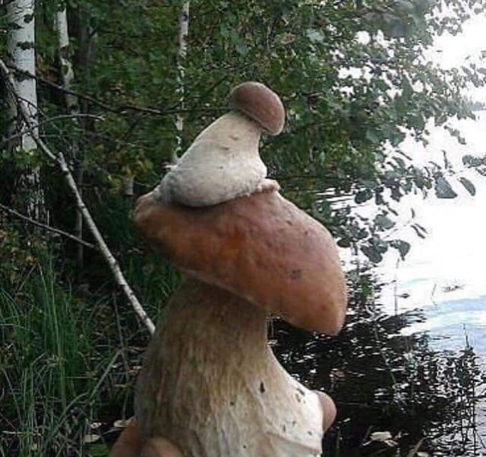 Грибы смешно