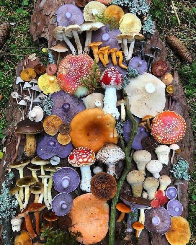 Хорошие грибы