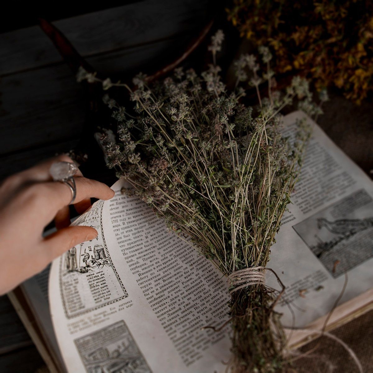 Ведьмины травы Эстетика