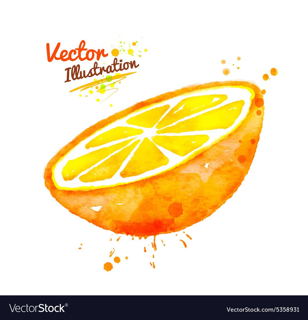 Апельсин акварель вектор
