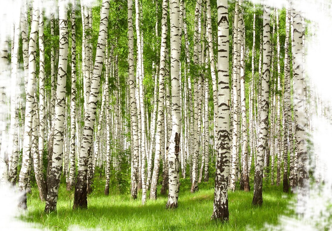 Березовая роща 54/2
