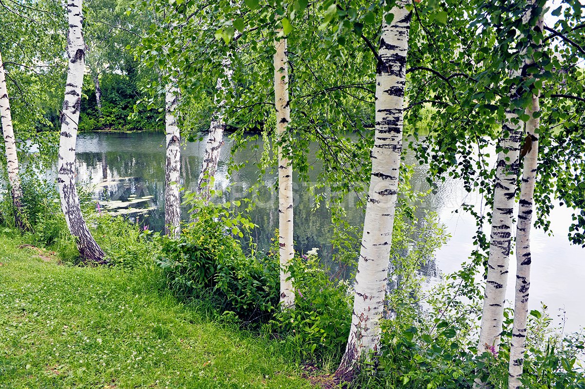Березовая роща Ярославль