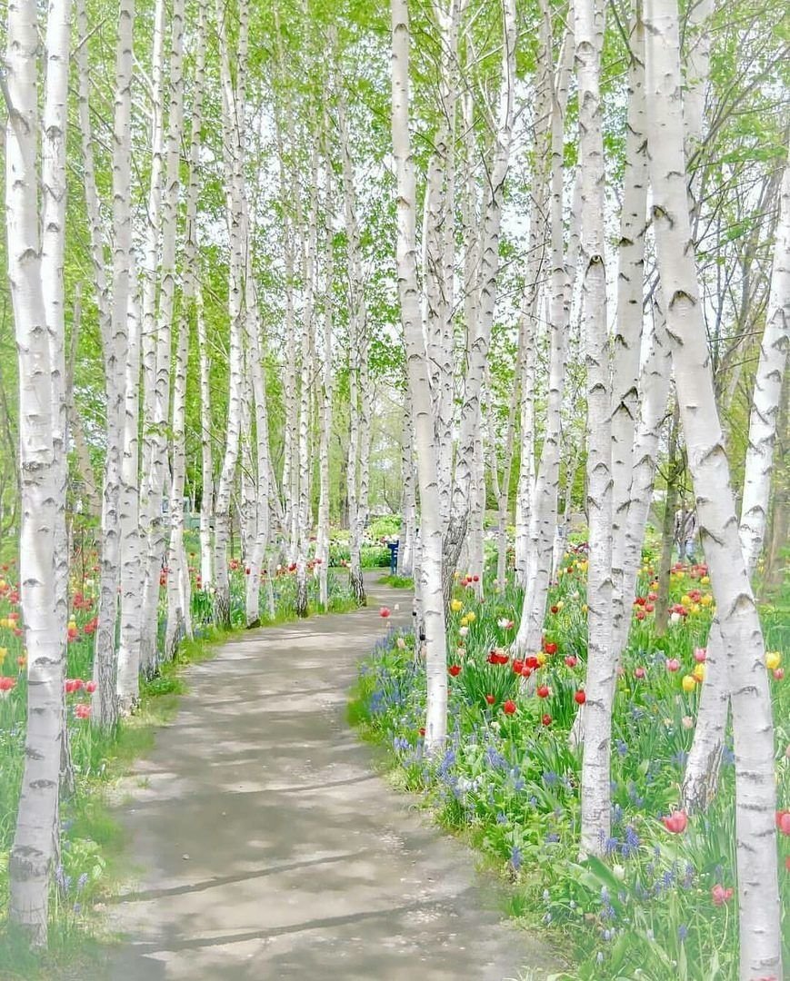 Березовая роща Кострома