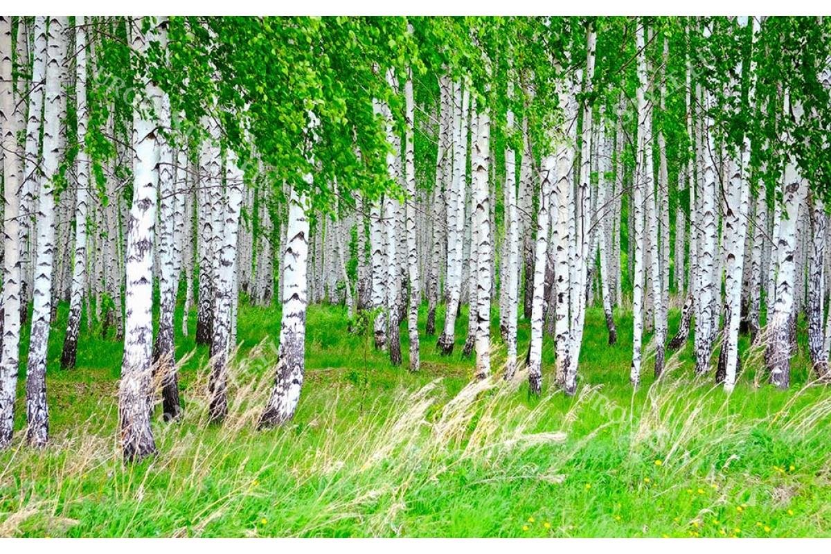 Березовая роща береза повислая
