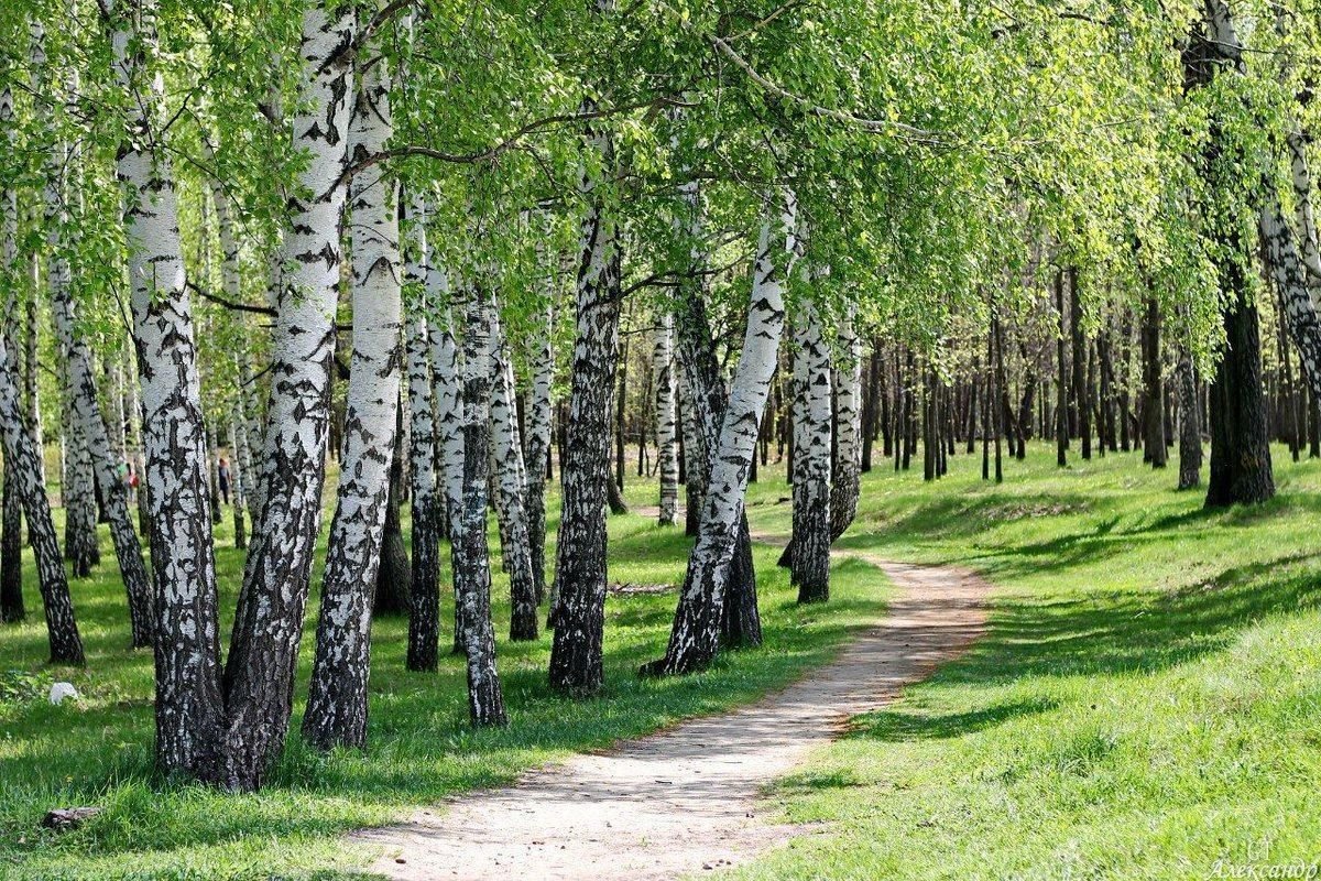 Березовый лес осенью