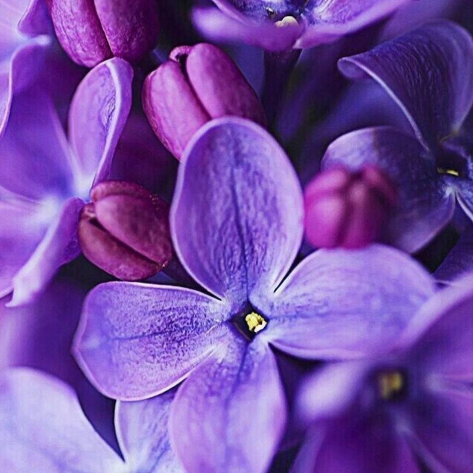 Фиолетовый день