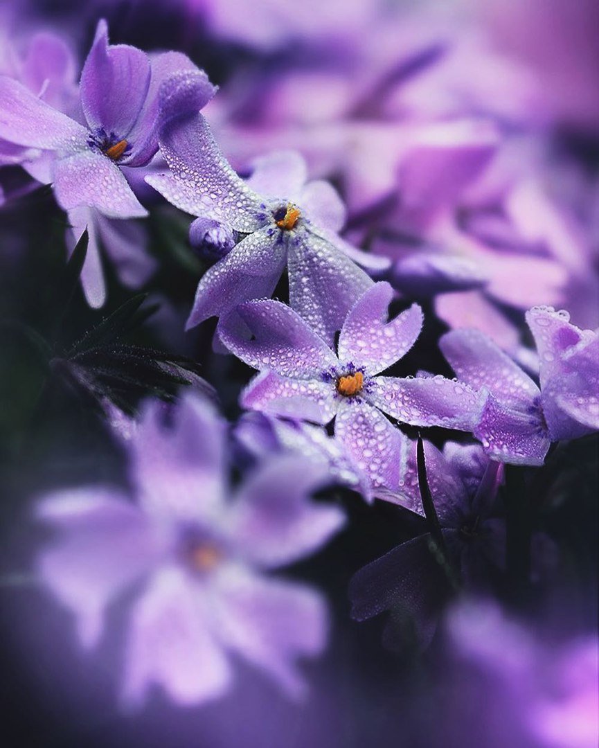 Красивые сиреневые цветы