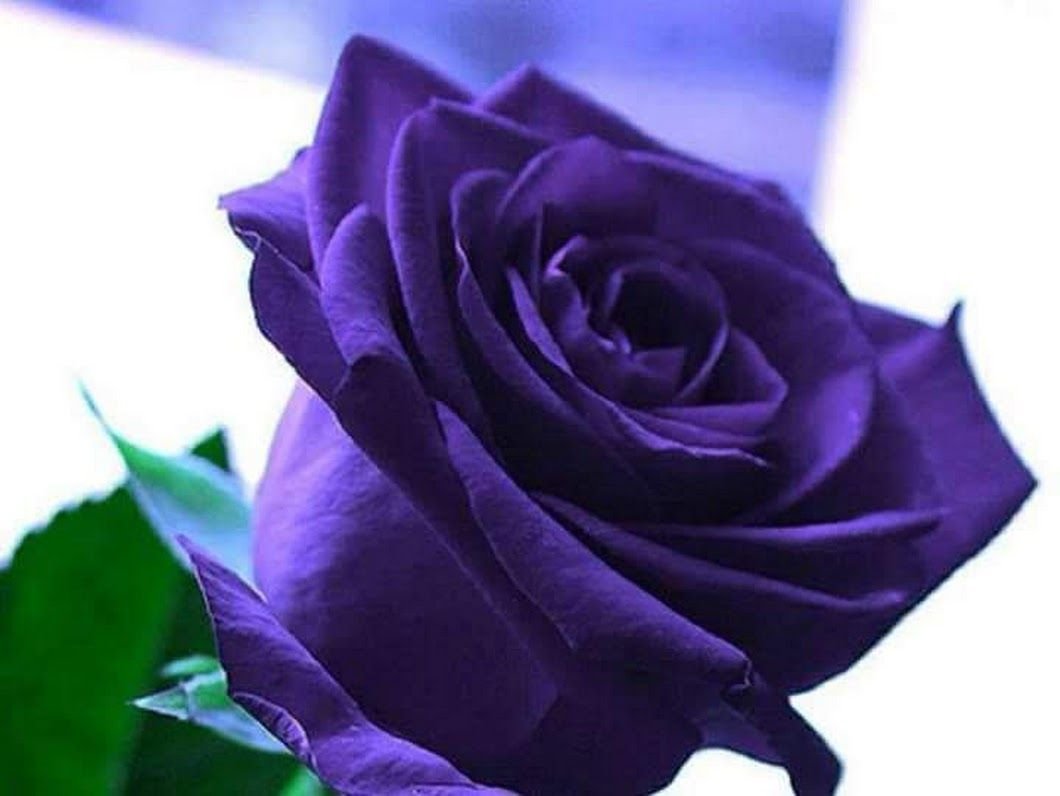 Роза дарк перпл