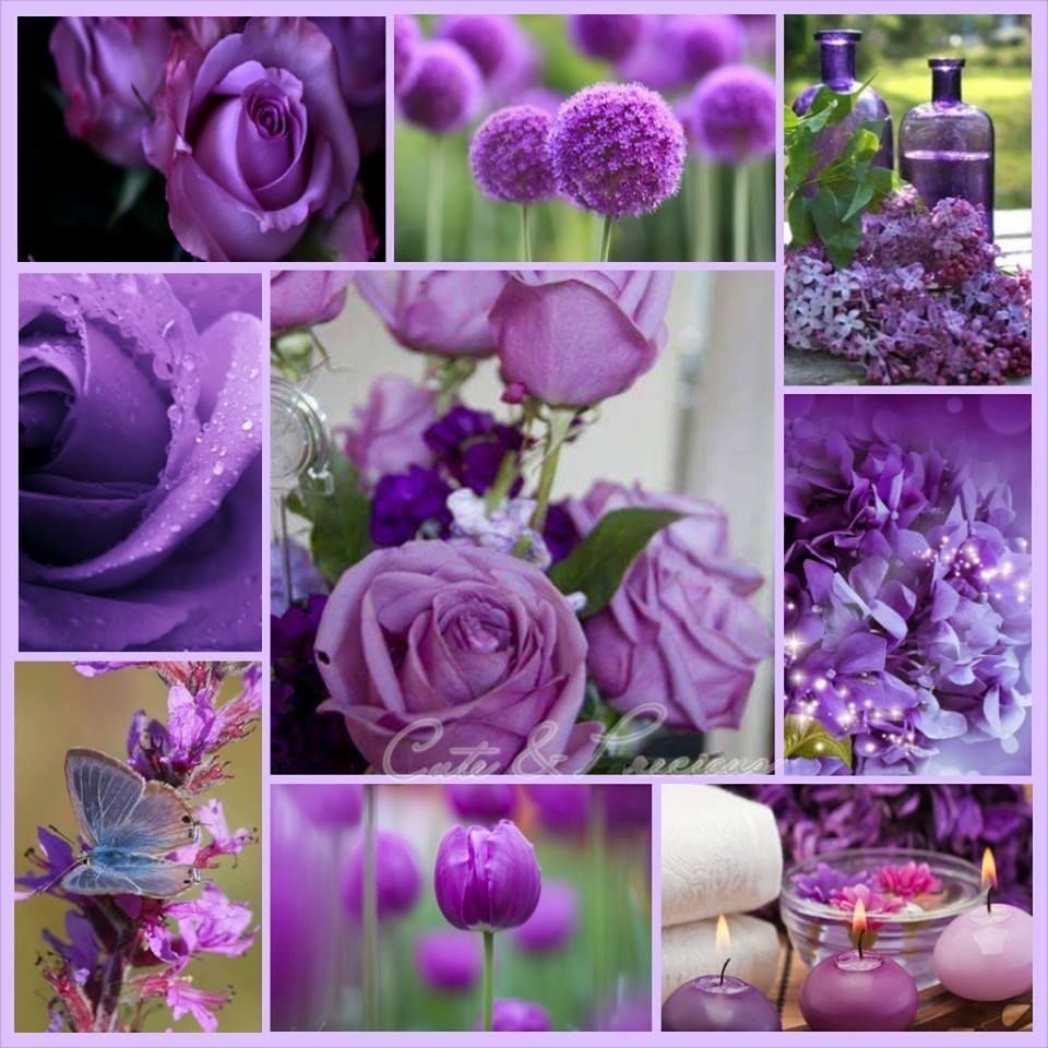 Цветы лавандового цвета