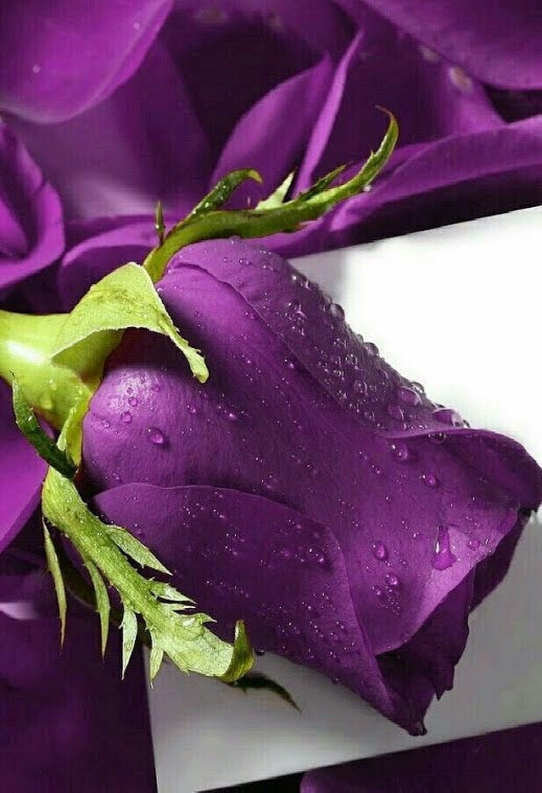 Цветы фиолетового цвета