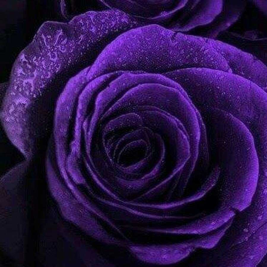 Фиолетовые розы