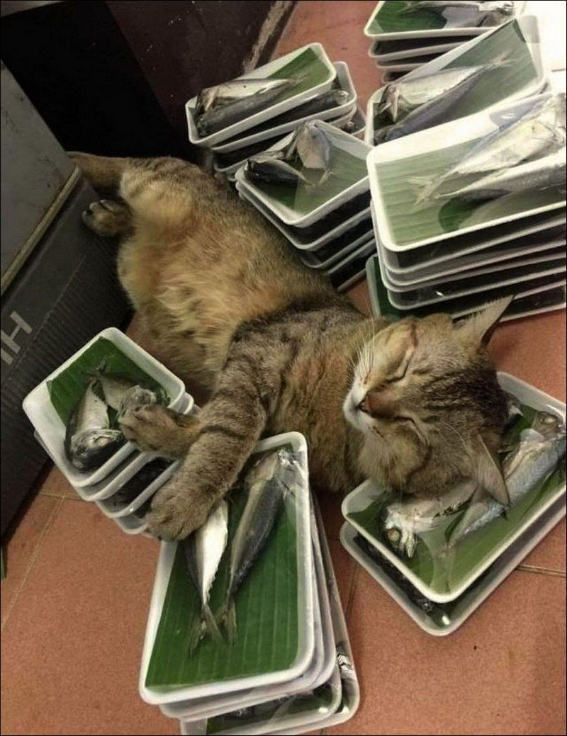 Животные спортсмены фото