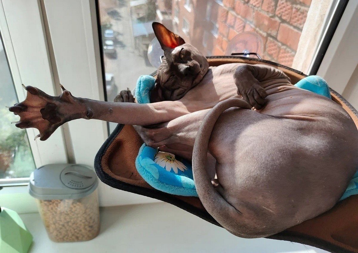 Джой Кэмпбелл художник