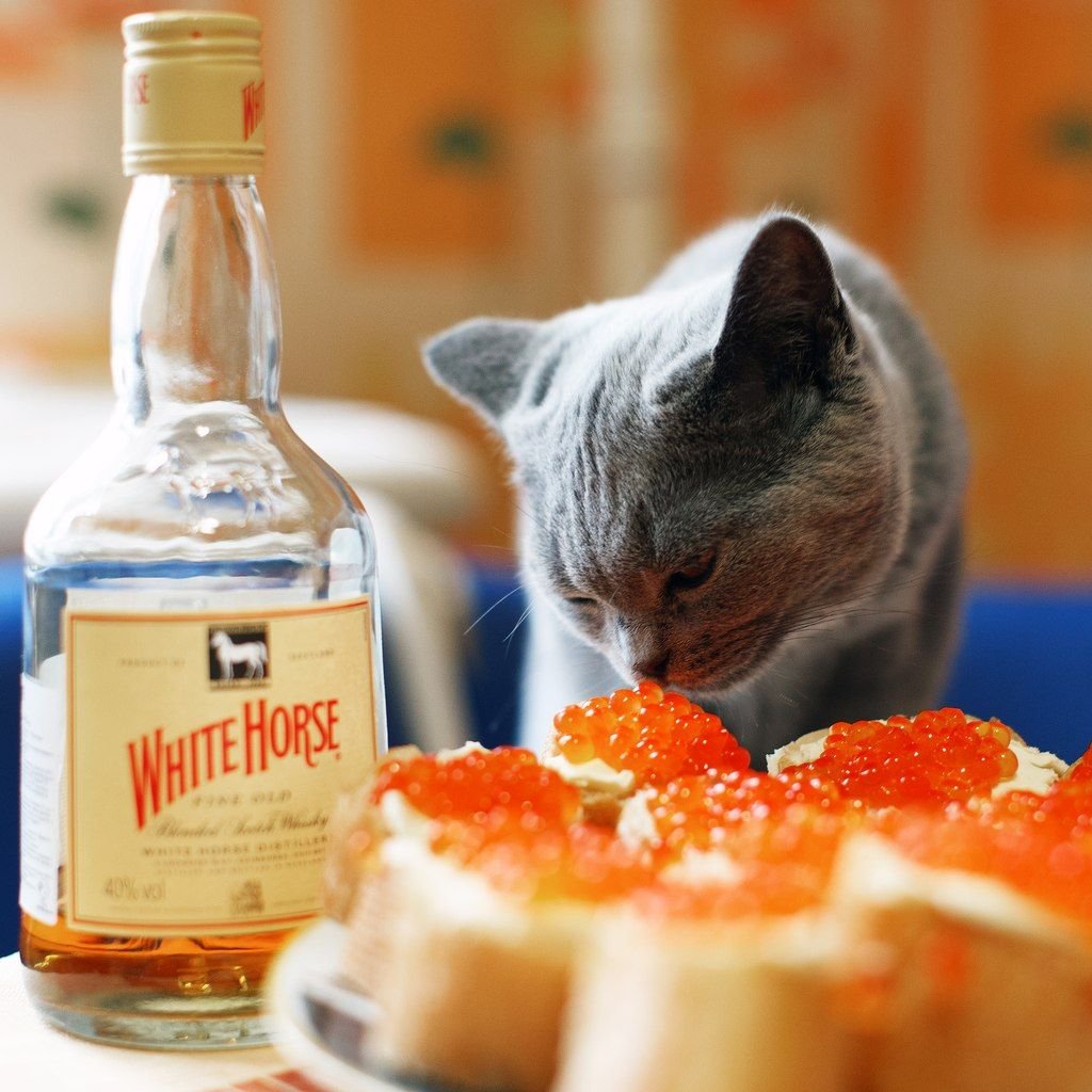 Петербургские коты Владимира Румянцева