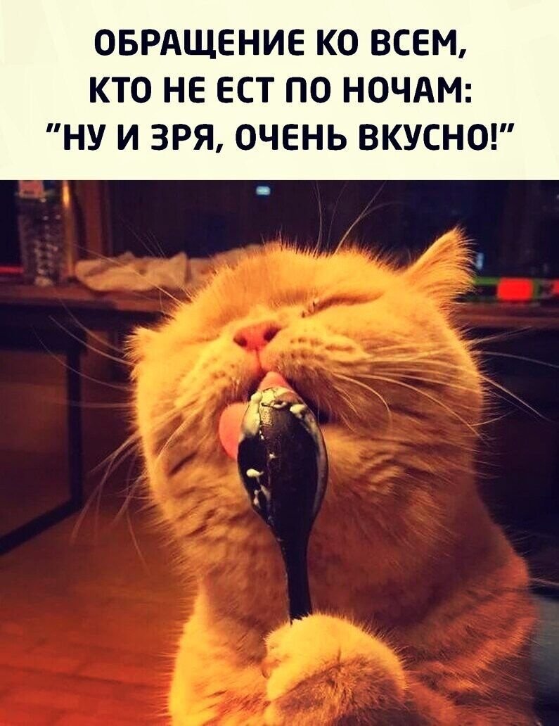 Наглый рыжий кот