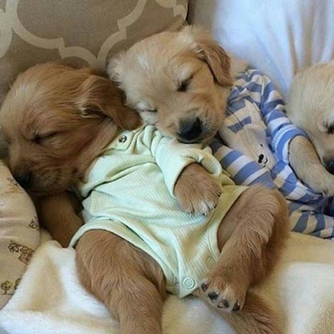 Доброй ночи с детьми и животными