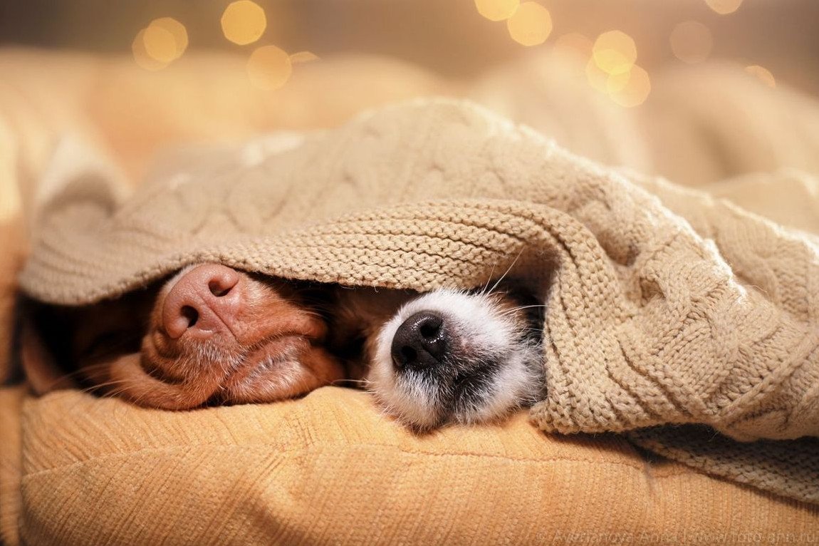 Сонный мишка