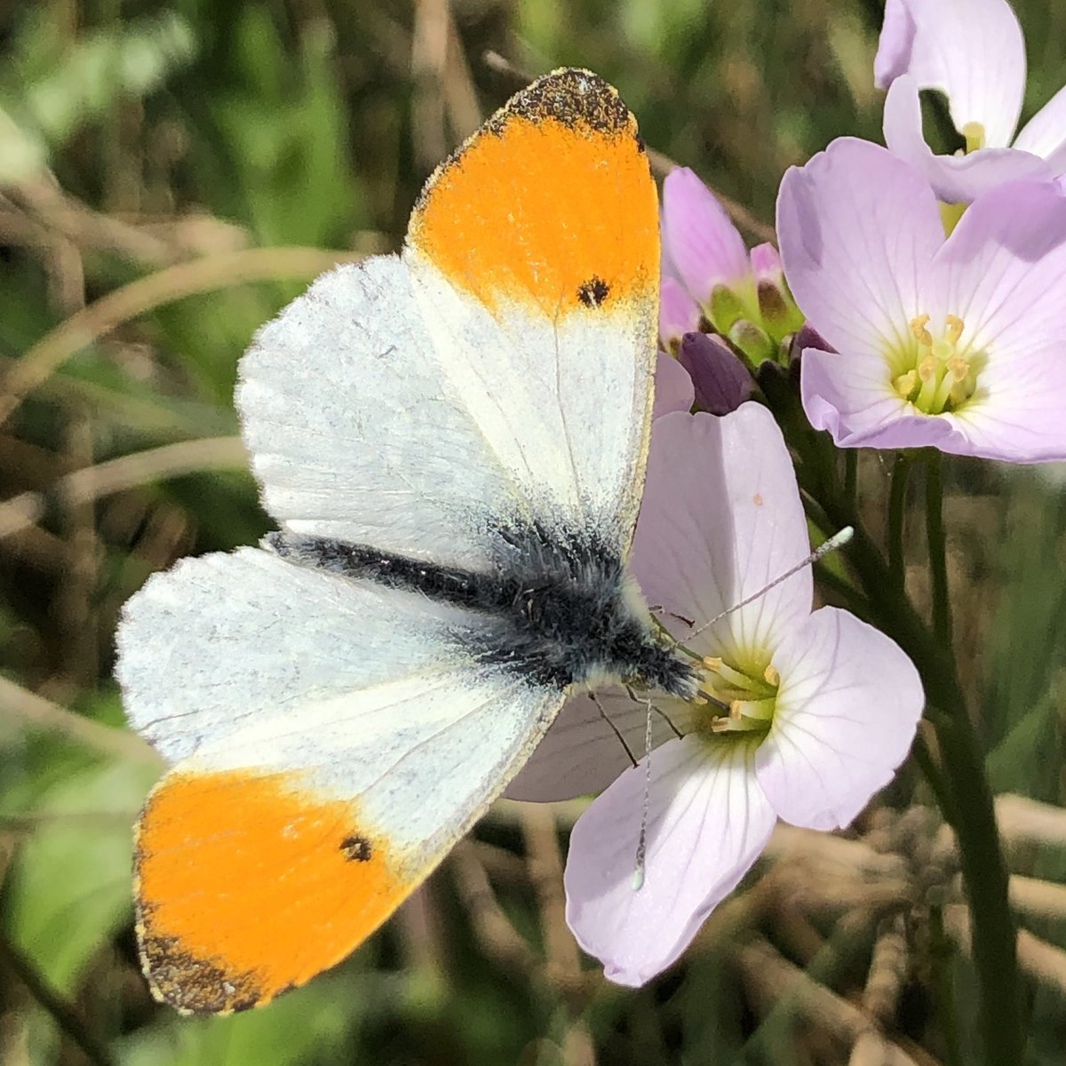 Бабочка Зорька- Аврора