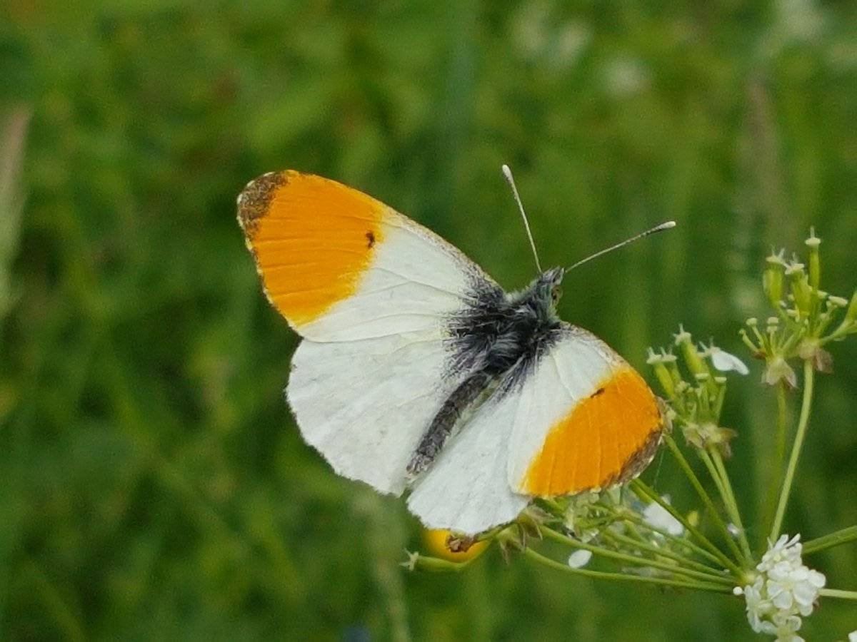 Бабочка Белянка Зорька