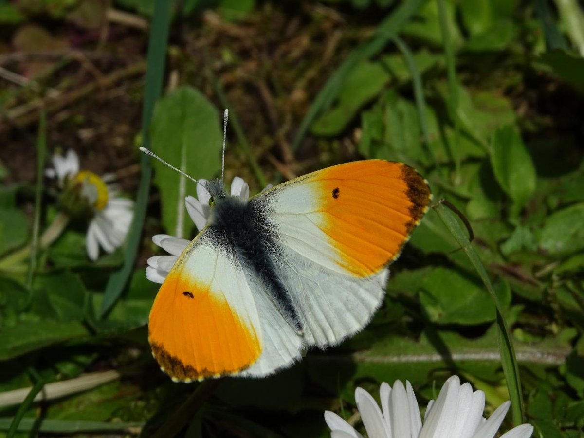 Зорька (Anthocharis Cardamines)